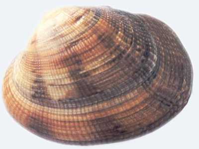 La vongola verace, la pi� apprezzata sulle nostre tavole 